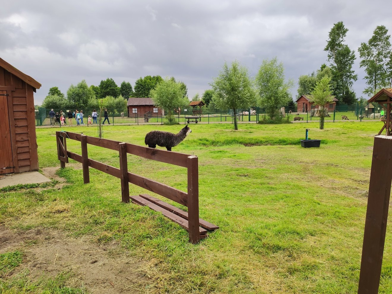 Mini zoo w Jantarze co robić z dziećmi nad morzem gdy pada