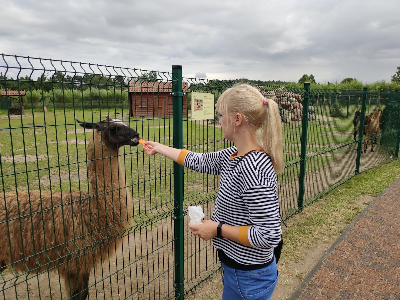 Mini zoo w Jantarze co robić z dziećmi nad morzem gdy pada