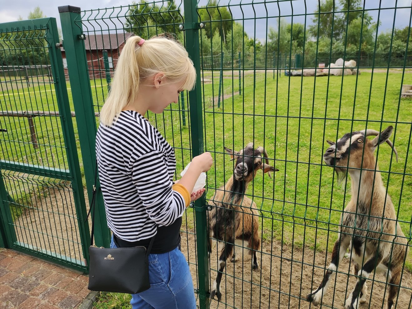 Mini zoo w Jantarze co robić z dziećmi nad morzem gdy pada