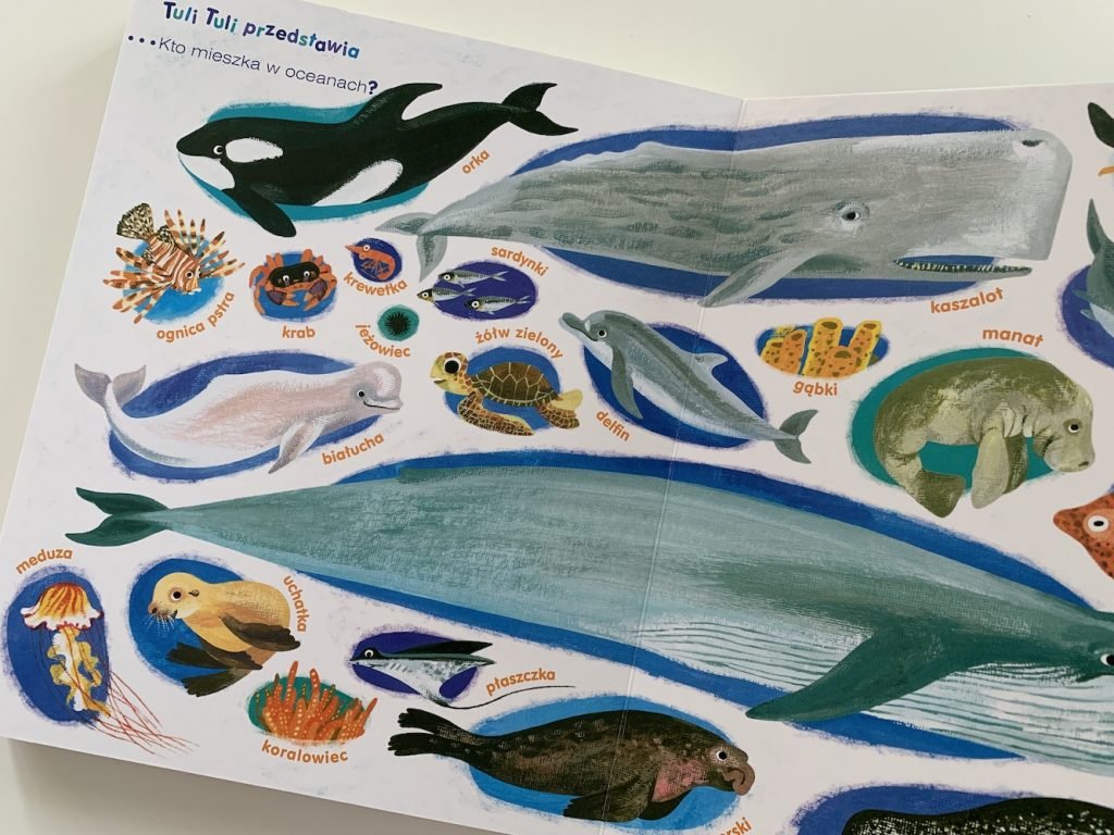 żółwik z oceanu