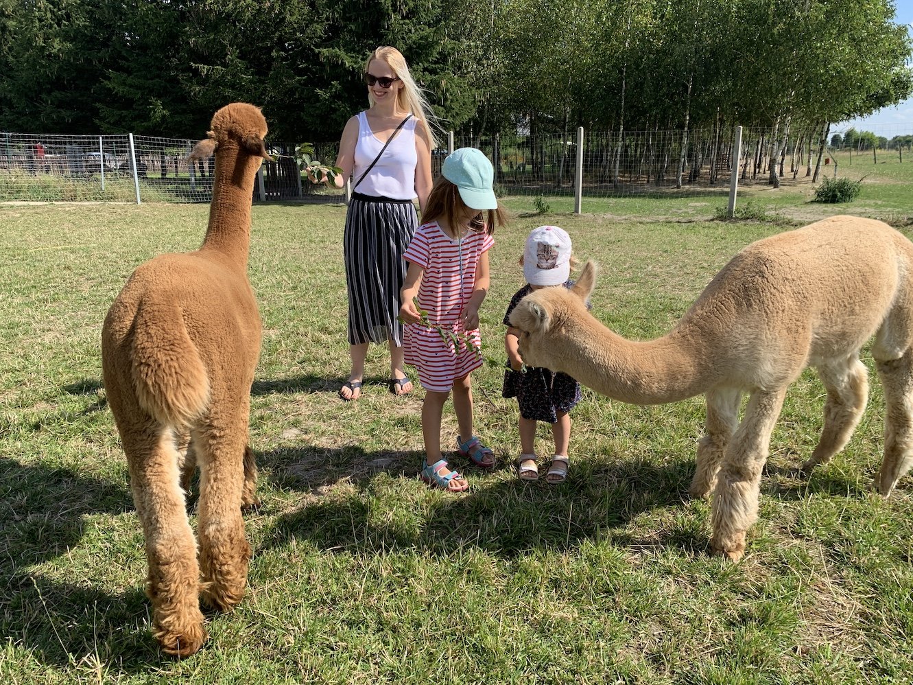 alpakarium na podlasiu